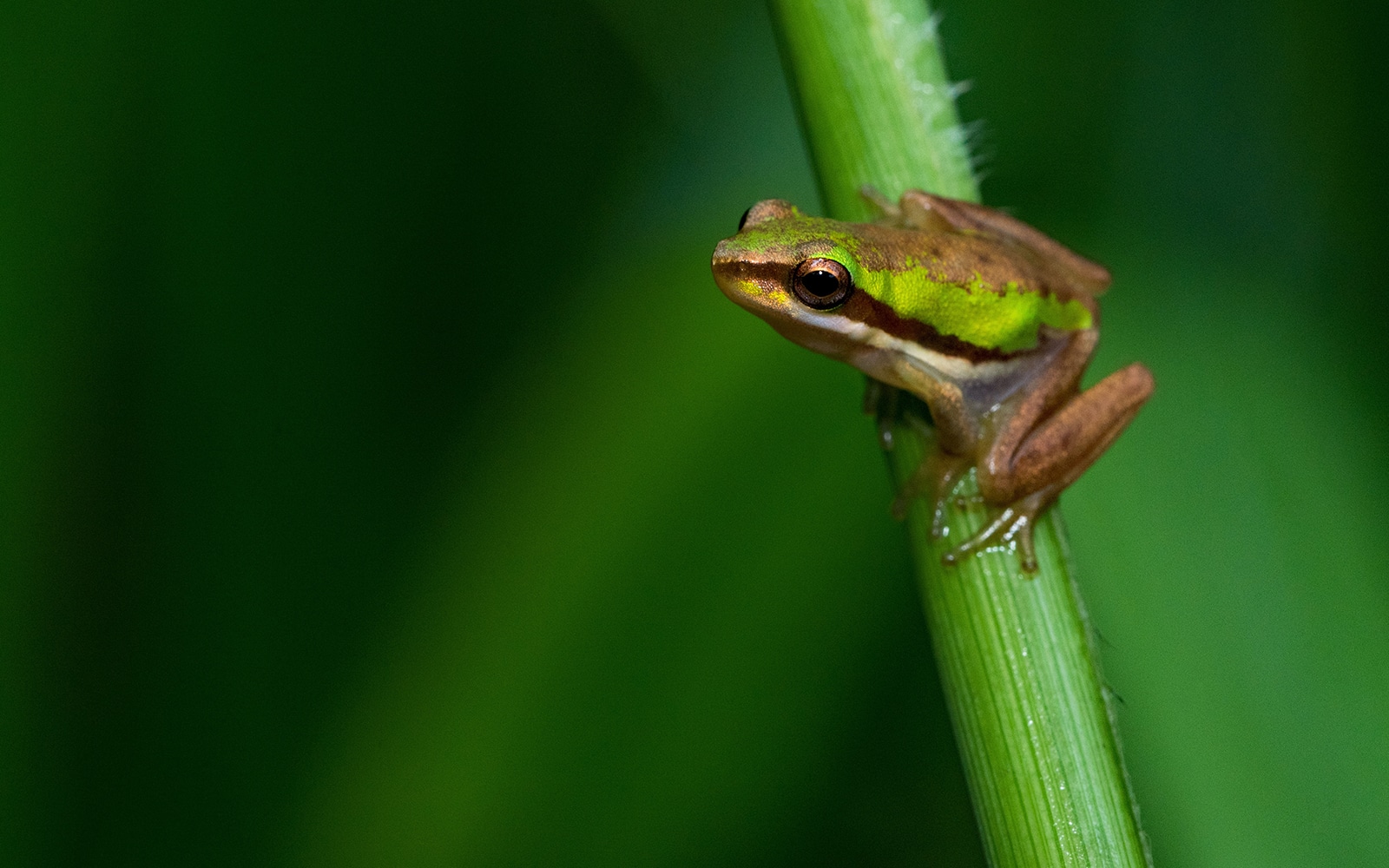 Lär dig mer i verktyget Screaming Frog på Anegys blogg.